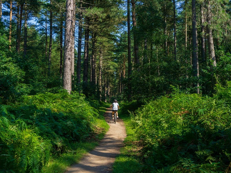 A woman riding a bike on a clear forest path.