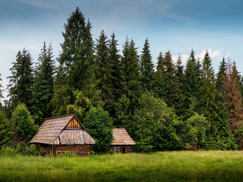 Two wooden cabins surrounded by trees and grass.