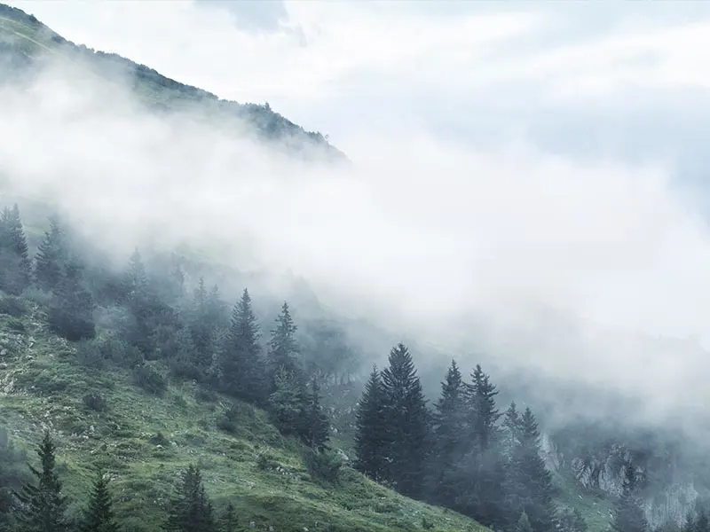 A foggy mountain with trees in the background.