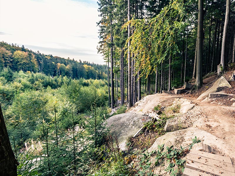 A woodsy mountain bike trail in a forest.