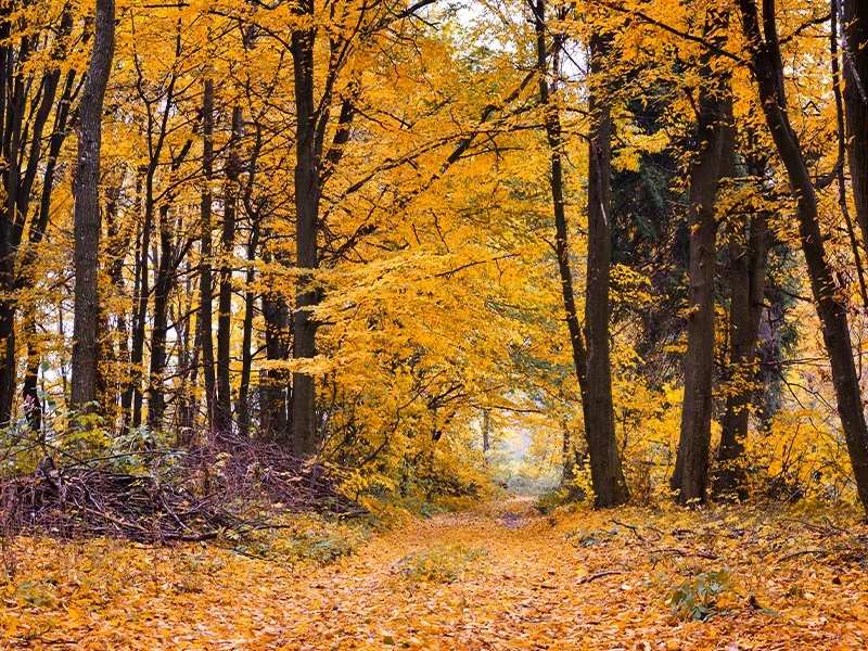 A woodsy yellow path in a wooded area.