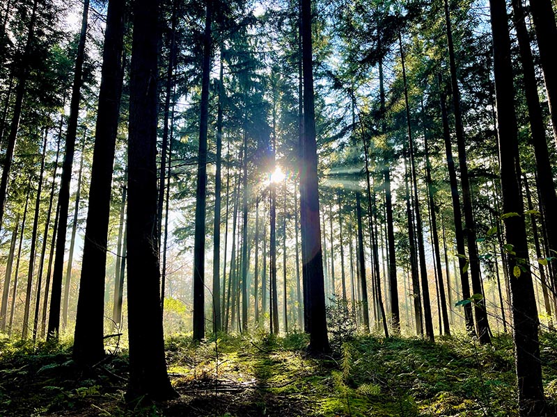 The sun ray hitting through the forrest trees.