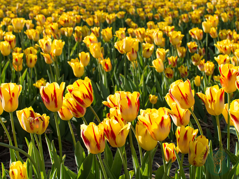 A field of flaming parrot tulips.