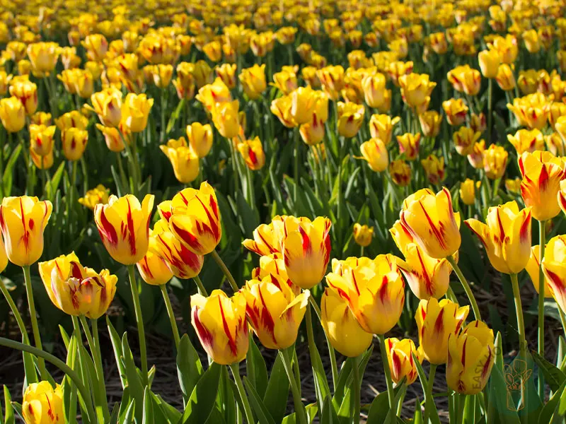 A field of flaming parrot tulips.