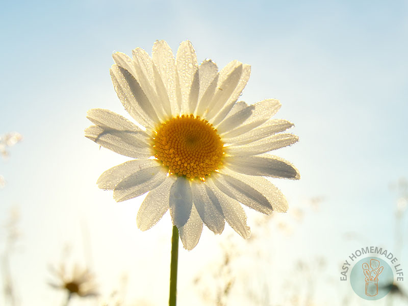 A white daisy flower.