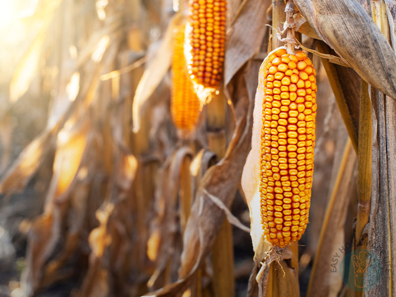 Yellow corn hanging from husks.