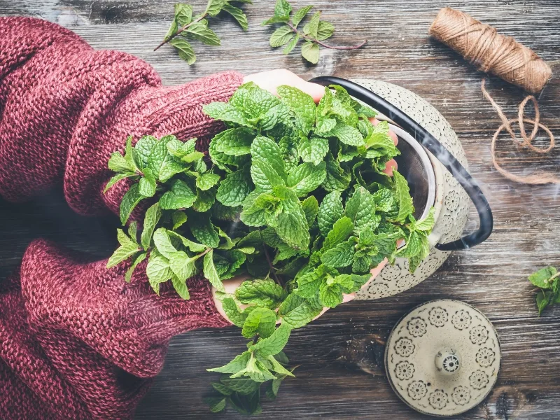 A person putting a handful of mint leaves in a teapot.