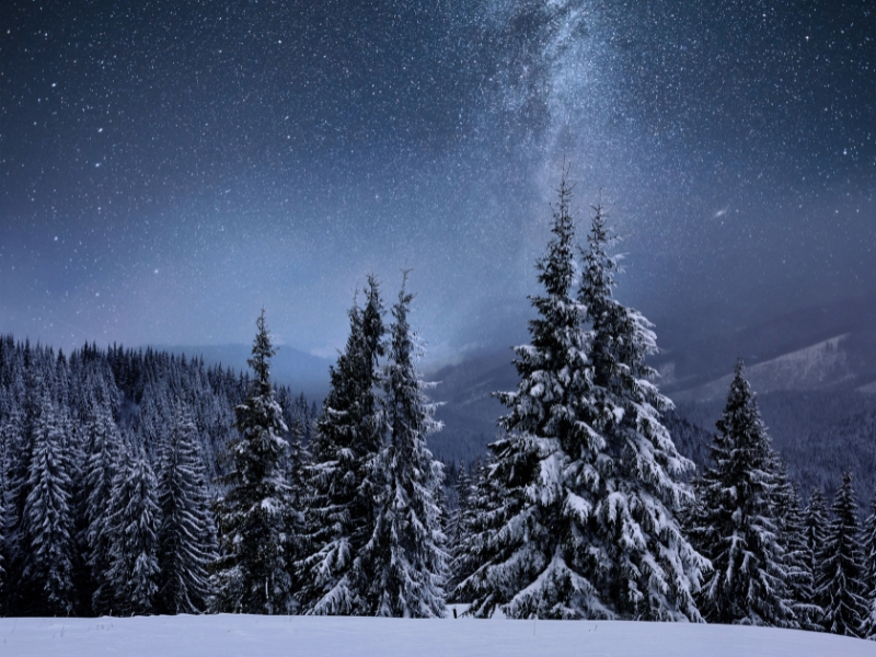 Snow covering rows of pine trees under the starry sky on a winter night.