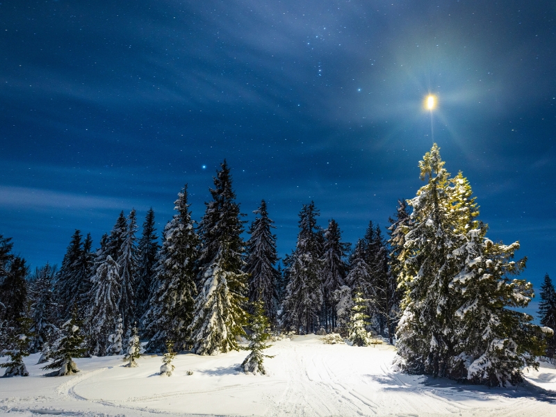 Pine trees lightly covered with snow under the starry sky on a winter night.