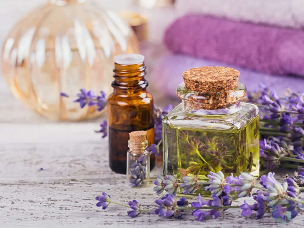 Three bottles of different sizes and shapes containing essential oil next to lavender flowers.