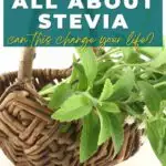 cool facts about stevia plant
