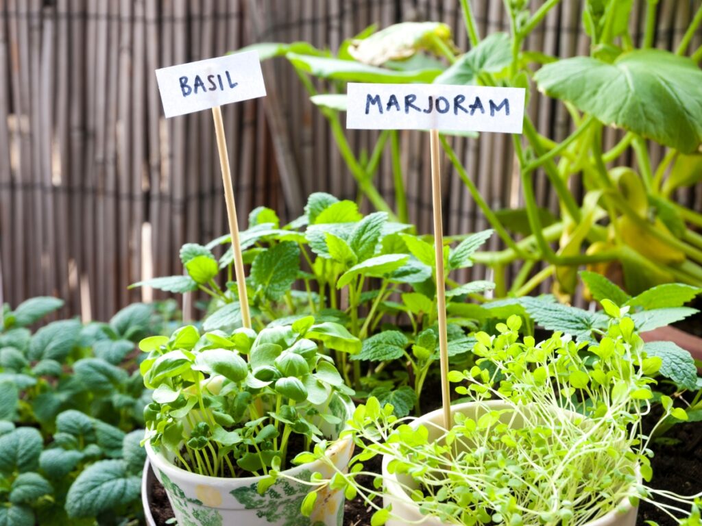 Basil and marjoram plants growing from pots.