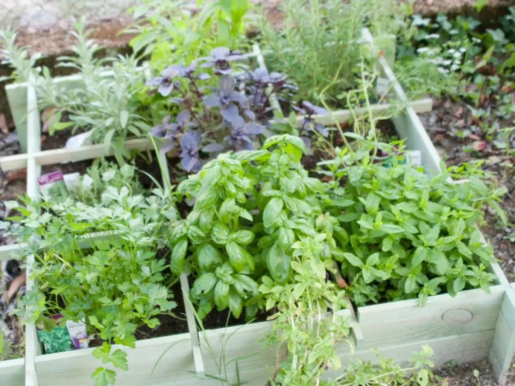 Square foot gardening box with fresh herb garden.