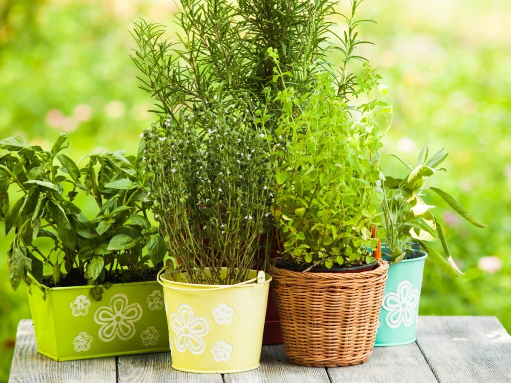 Fresh culinary herbs in individual pots.