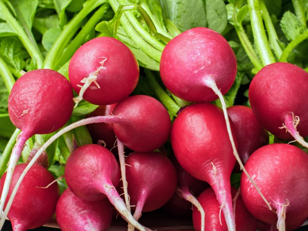 close up of a bunch of fresh radishes