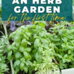 How to start an herb garden for the first time.