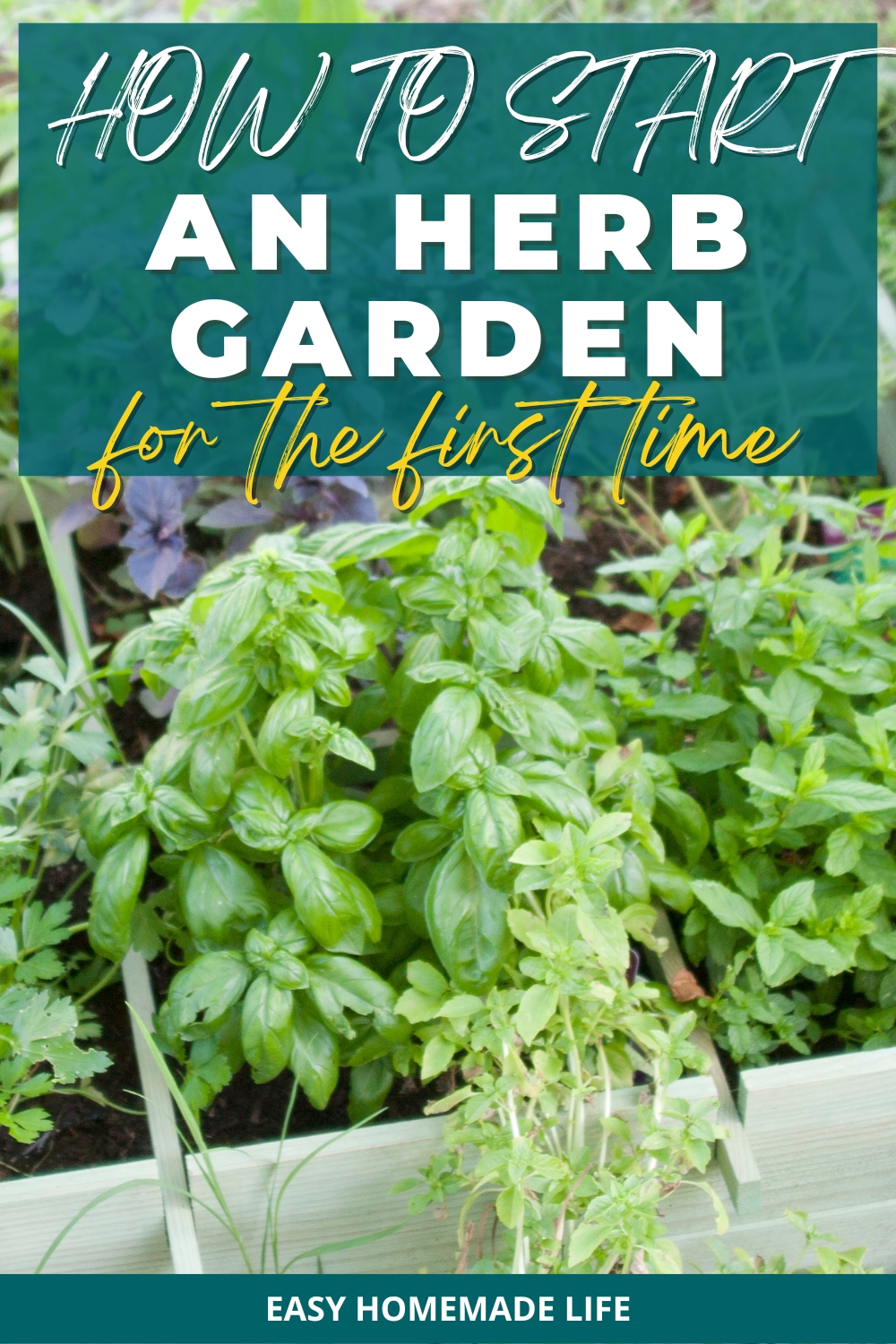 How to start an herb garden for the first time.