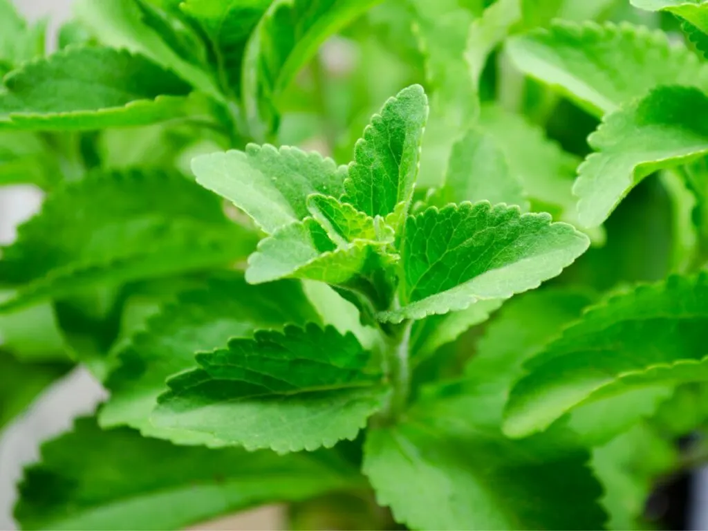 close up fresh stevia plant