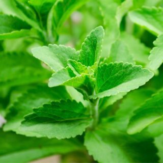 Fresh stevia plant.