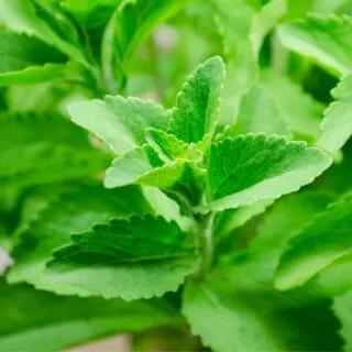 Fresh stevia plant.