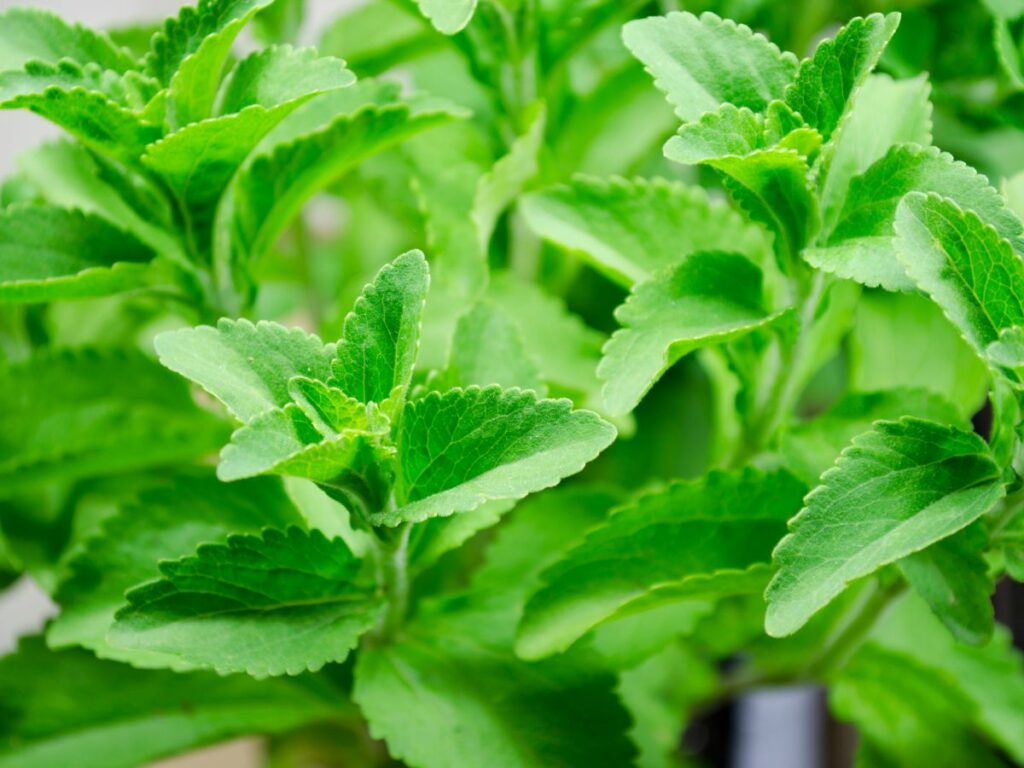 Bushy stevia plants.