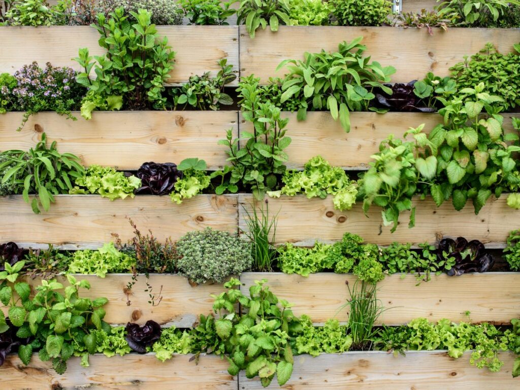 Large vertical herb garden with wood shelves.