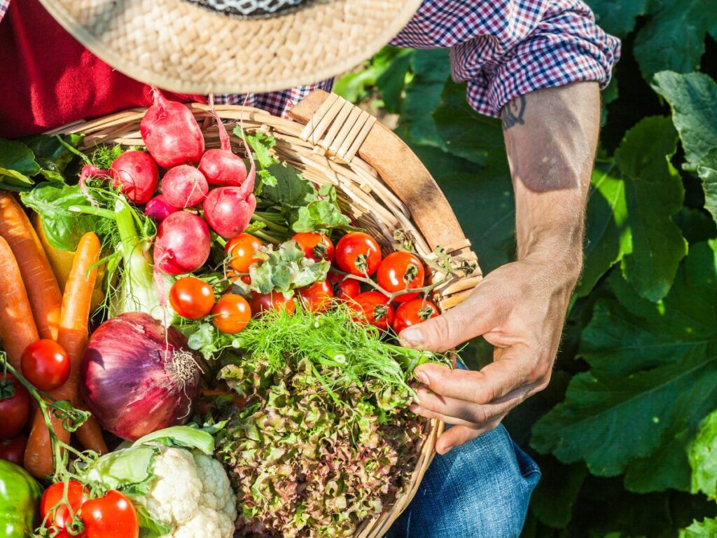 A gardener with basket of vegetables harvested from vertical gardens.