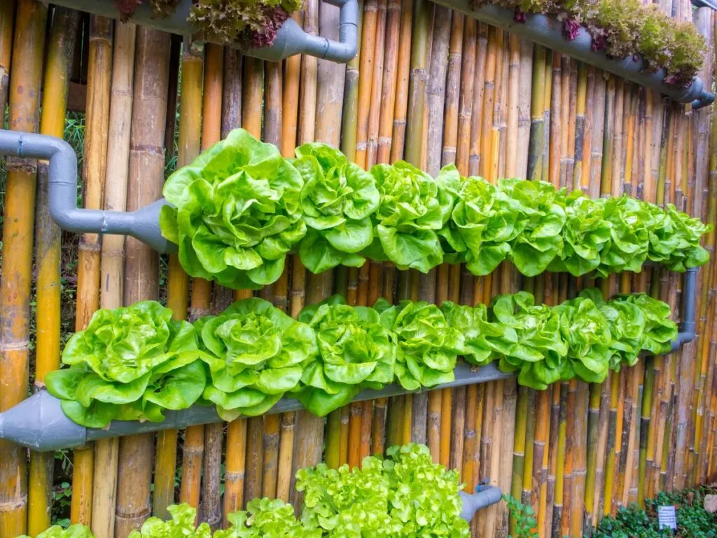 Vertical gardening with lettuce growing on a fence.