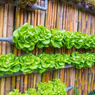 Vertical gardening with lettuce growing on a fence.