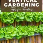 Grow up! Vertical gardening tips for foodies.