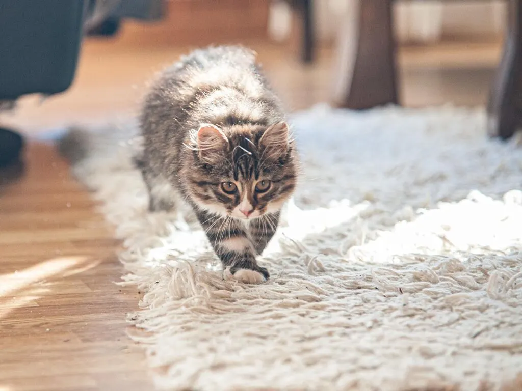 A cat walking on shaggy rug.