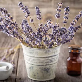 Fresh lavender in rustic bucket.