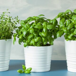 fresh herbs growing inside in white pots