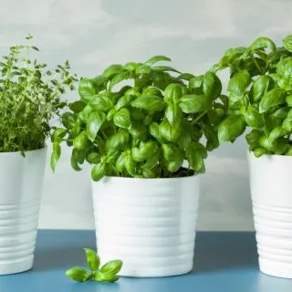 fresh herbs growing inside in white pots