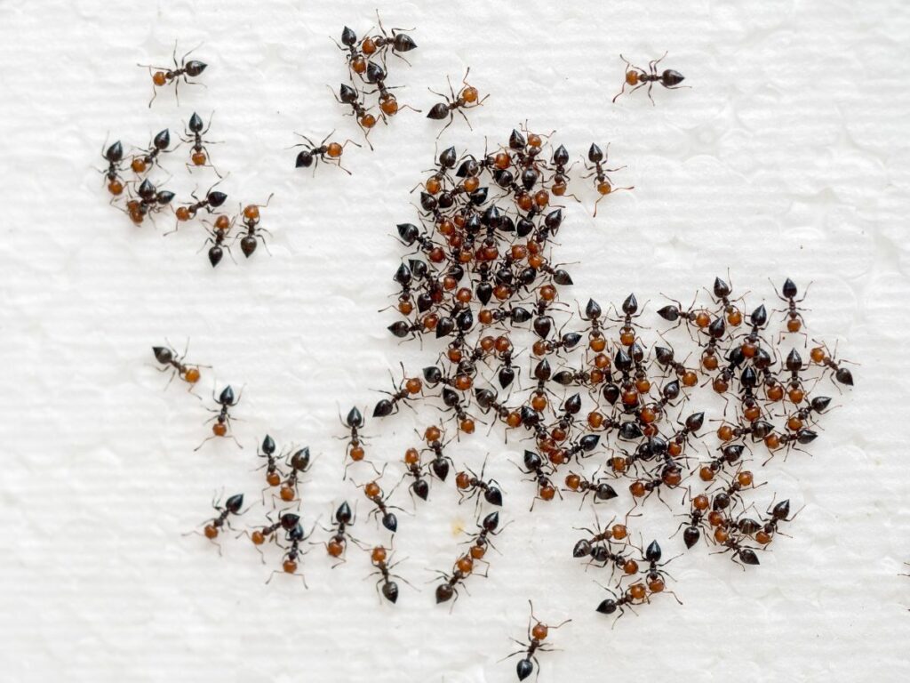 Small group of ants with red heads and characteristic pointed abdomen.