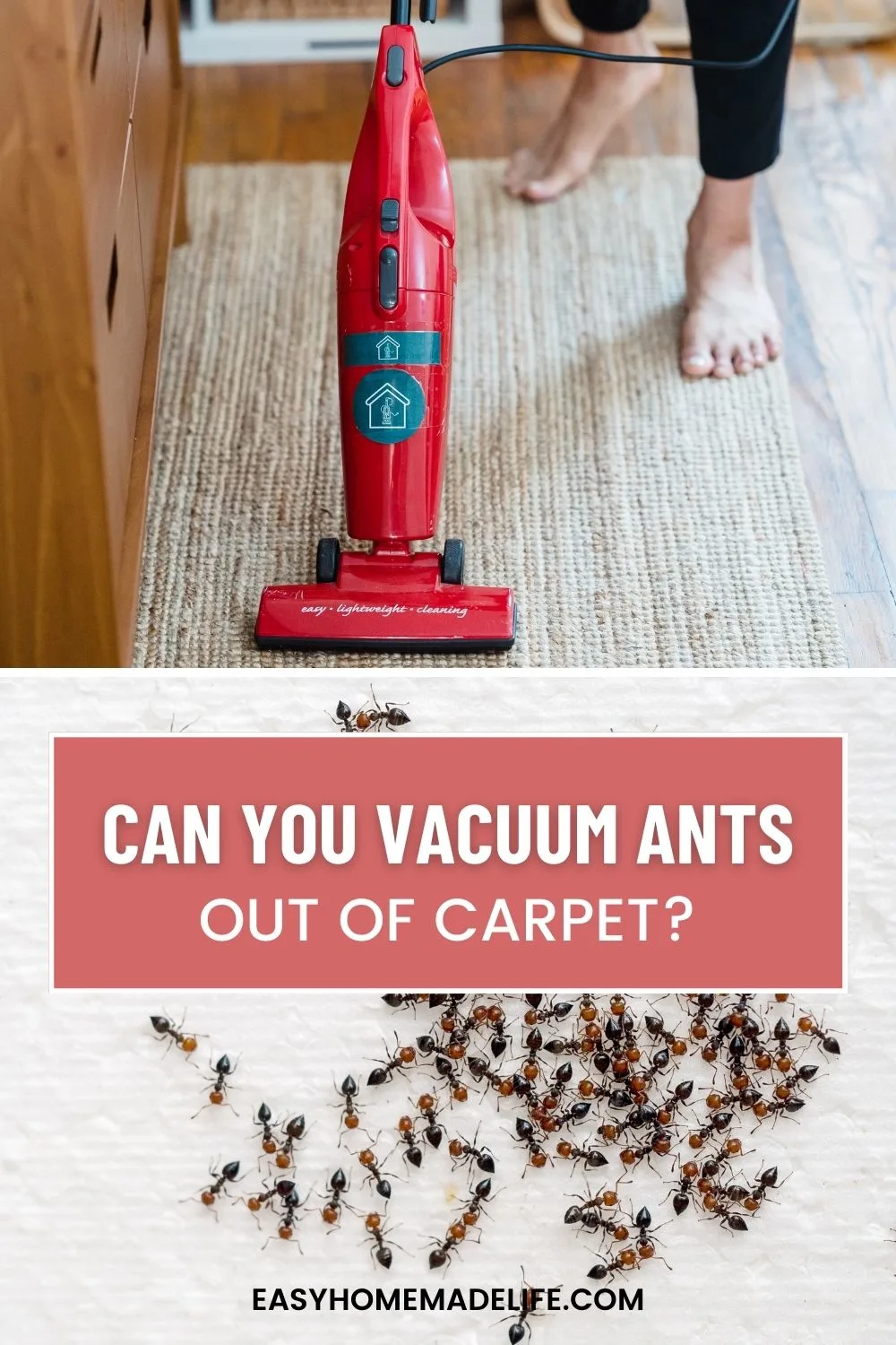 Can you vacuum ants out of carpet?