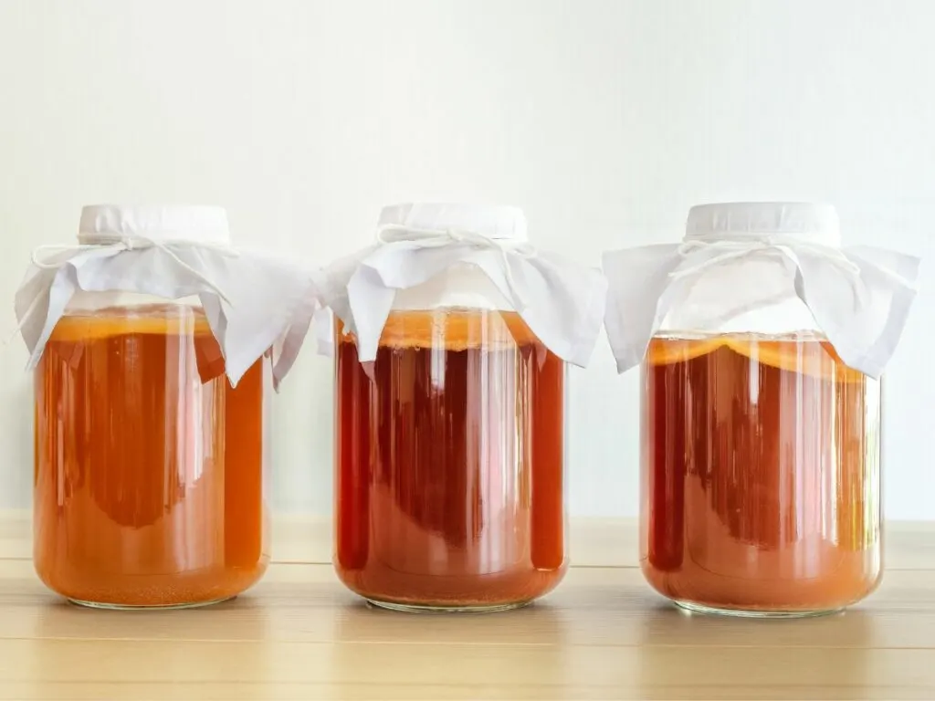 Three glass gallon jars of kombucha fermenting with cloths covering tops.