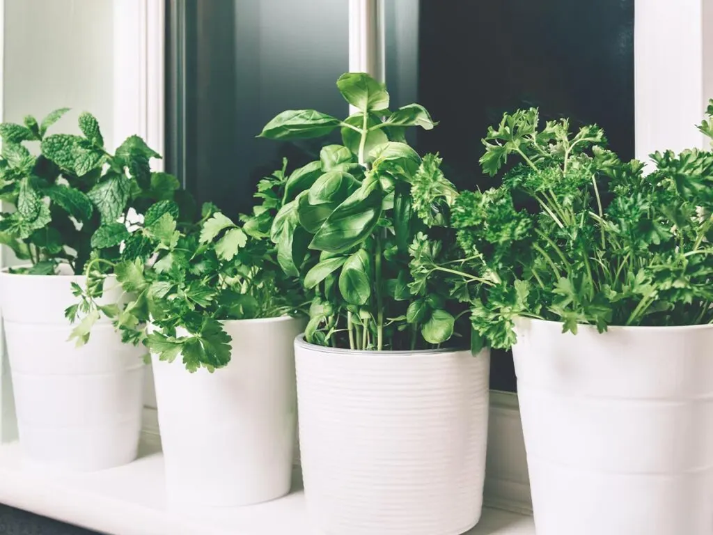 Five pots of herbs on a window sill.