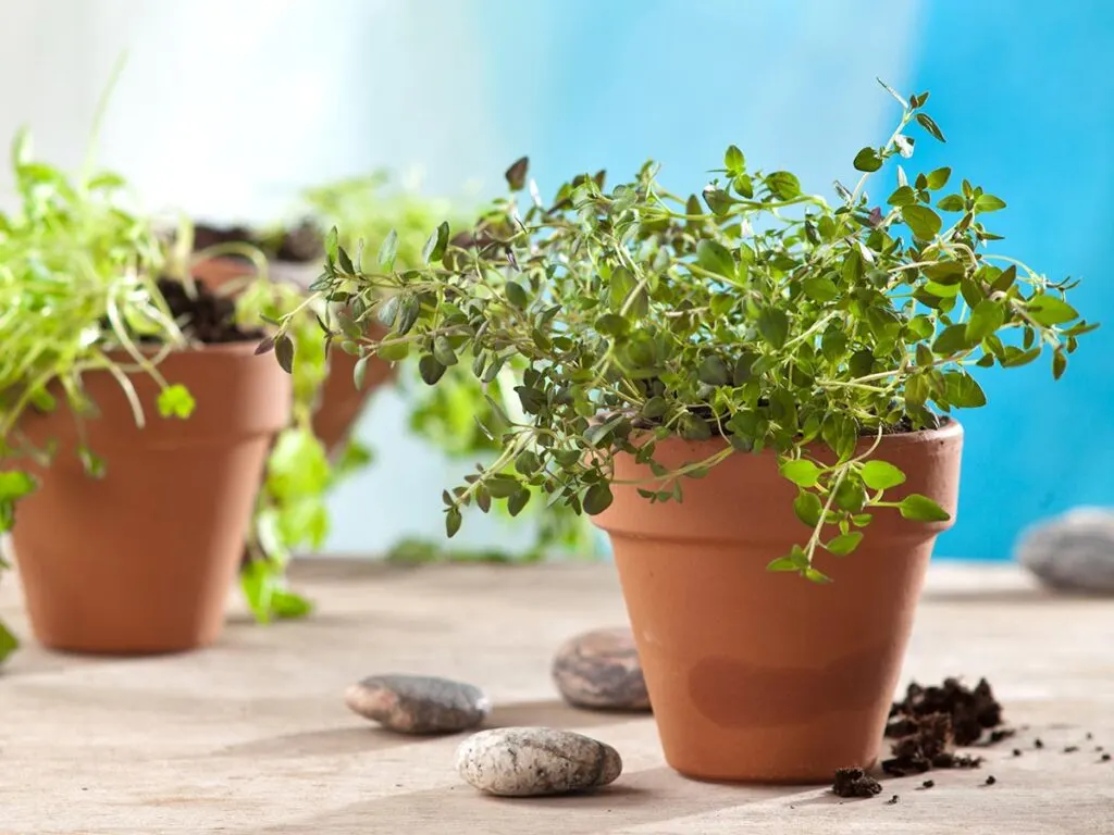 Herbs in pots on a wooden table.