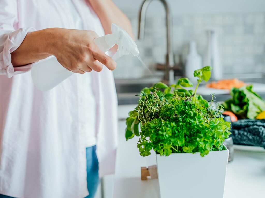 A woman is spraying pesticide on a plant in a pot.