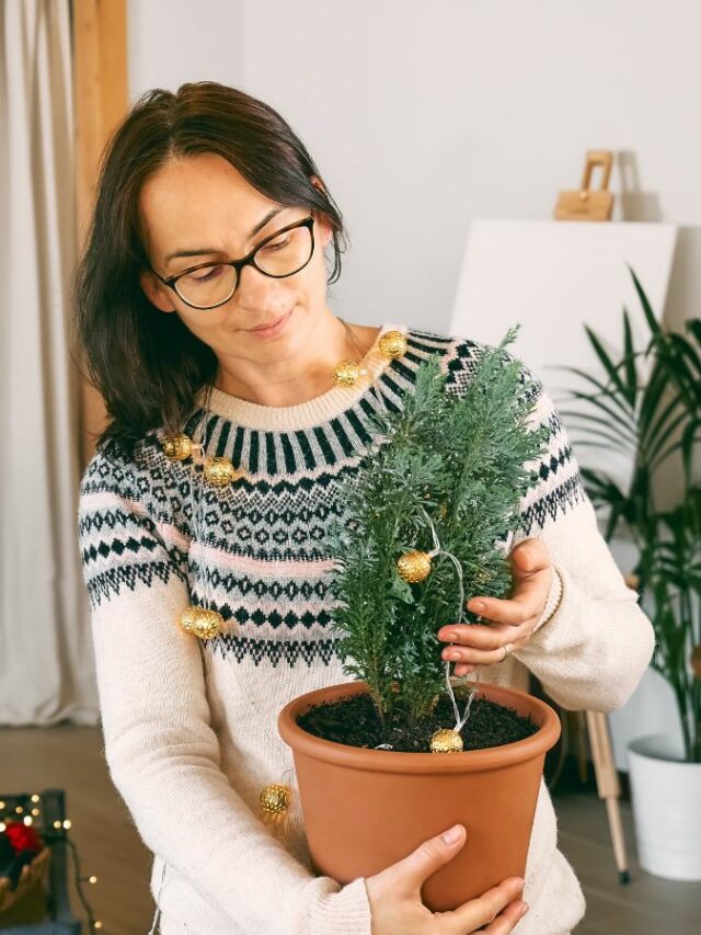 Best Christmas Trees for Allergies Easy Homemade Life