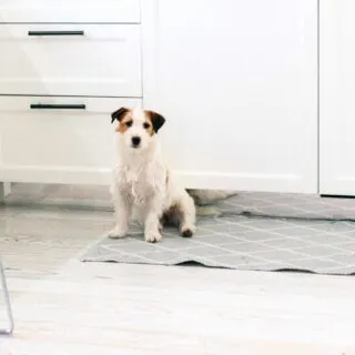 A small dog sitting on a rug in front of a white kitchen, potentially with pee stains that require cleaning.