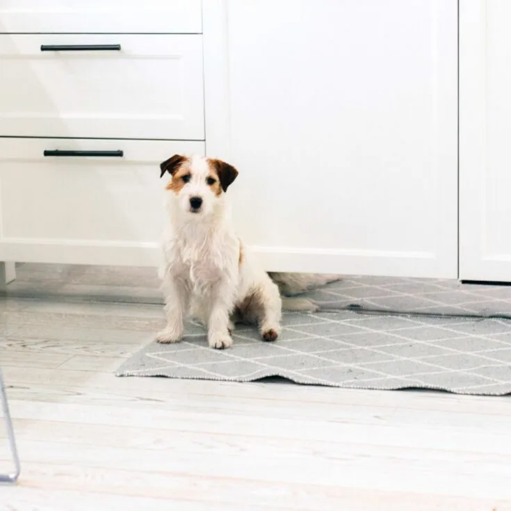 A small dog sitting on a rug in front of a white kitchen, potentially with pee stains that require cleaning.