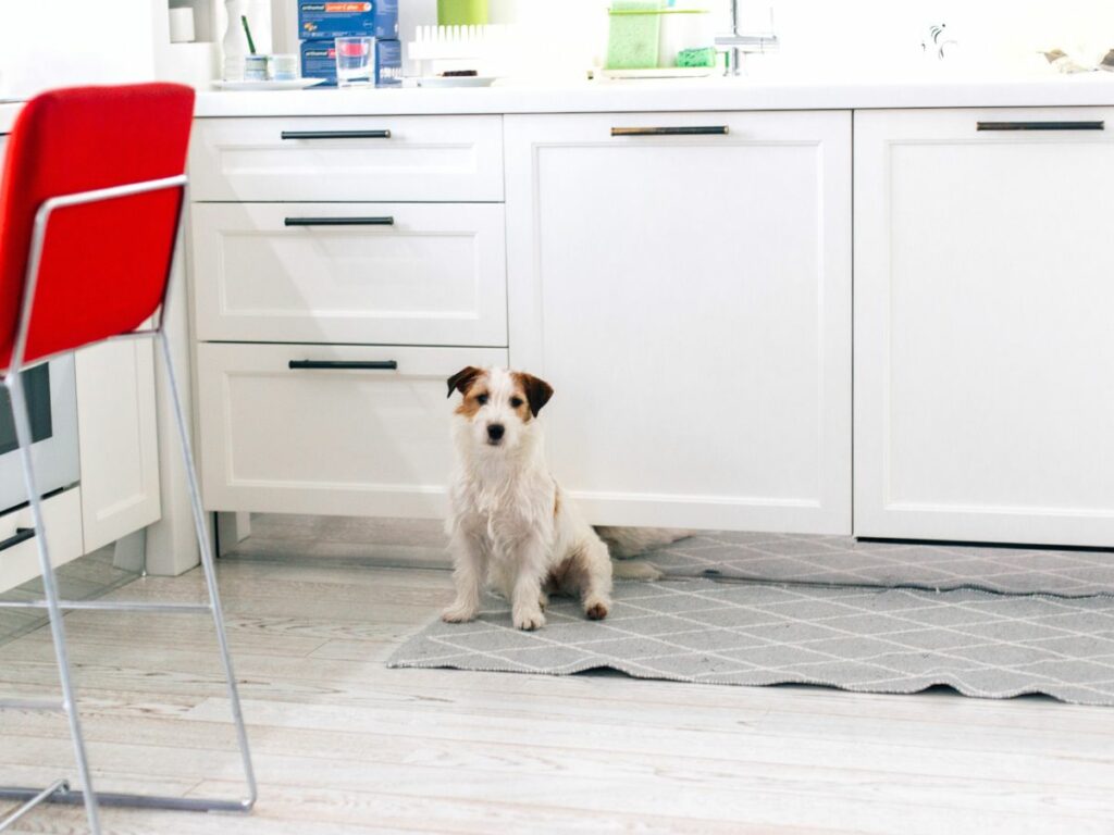 A dog standing on a rug in a kitchen with pee stains.