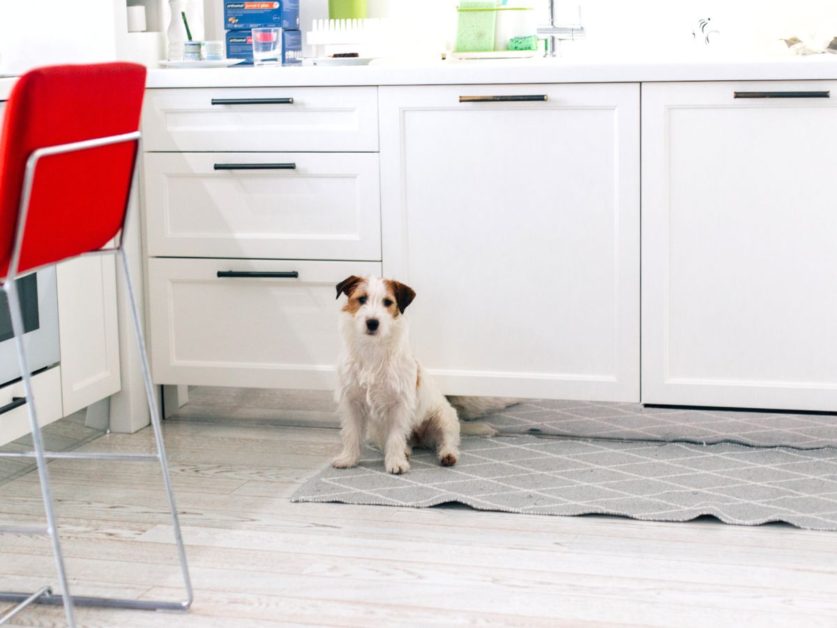 3 Steps How to Clean Pee Stains + Smells From Carpet