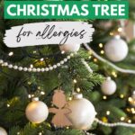 The best christmas tree for allergies.