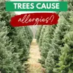 Can christmas trees cause allergies?.