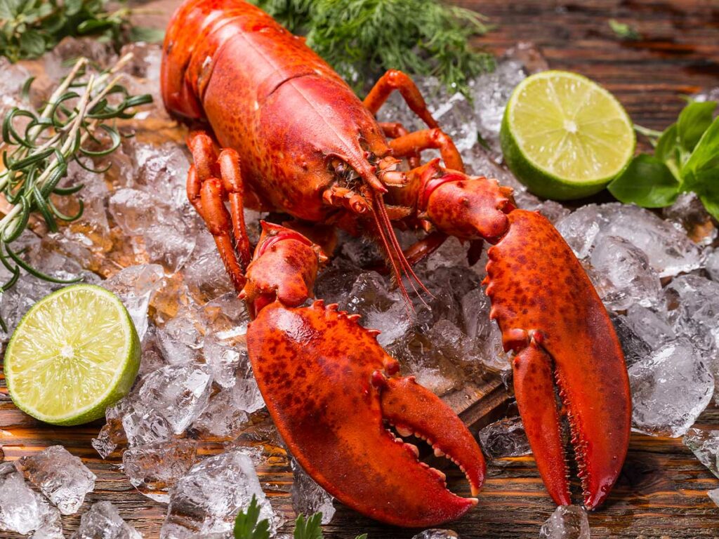 Lobster on ice with lemon, lime and fresh herbs.