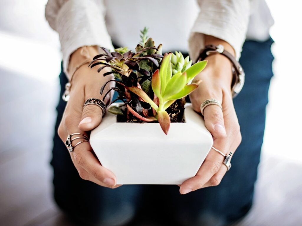 A woman holding a succulent plant in a white box.