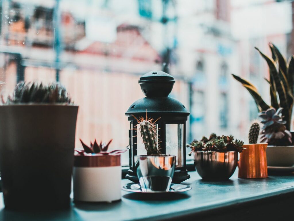 Succulent plants on a window sill.